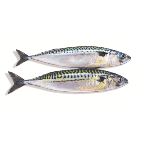 Cá saba nguyên con - 500g