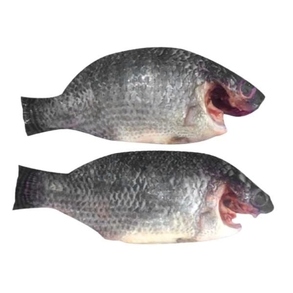 Cá rô phi rừng ngập mặn 450g - 550g