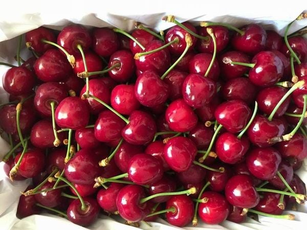 Cherry đỏ size 26+ thùng 5kg