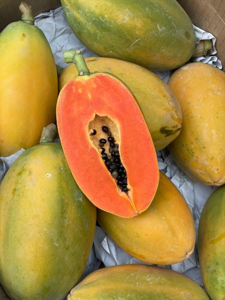 Đu đủ mini giống Nhật