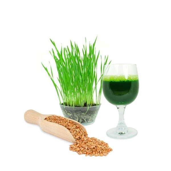 Bột cỏ lúa mì hữu cơ Girmeswheatgrass