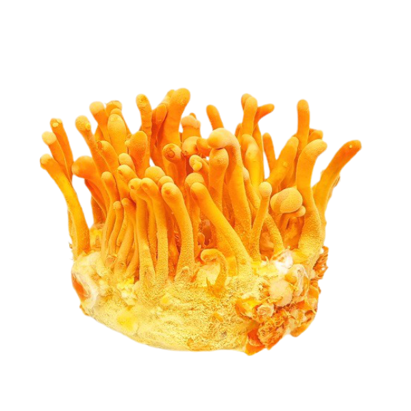 Đông trùng hạ thảo hữu cơ tươi 180g