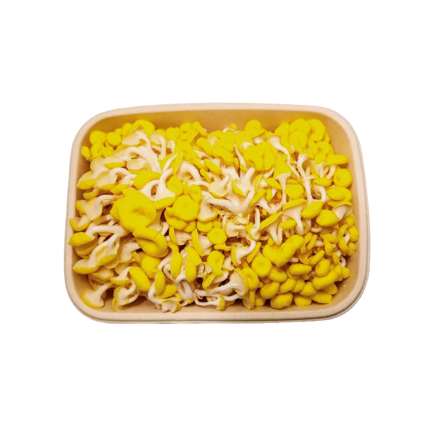 Nấm ngô hữu cơ tươi 500g