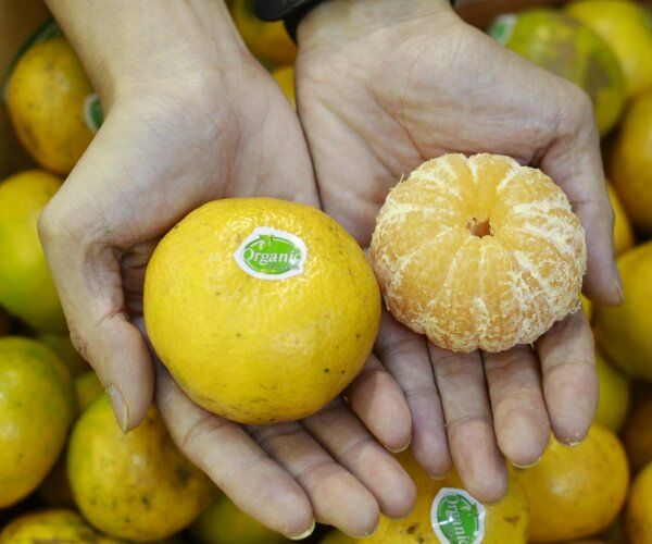Quýt đường hữu cơ