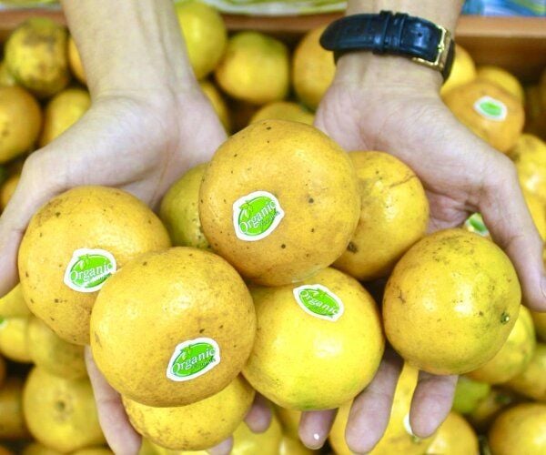 Quýt đường hữu cơ