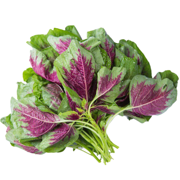 chiet-xuat-rau-den-tia-png