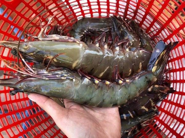 Tôm sú size vip 300g