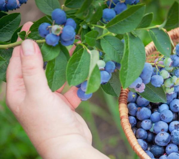 Việt quất New Zealand