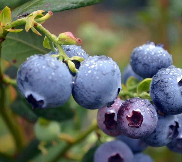 Việt quất New Zealand