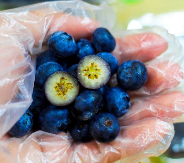 Việt quất New Zealand