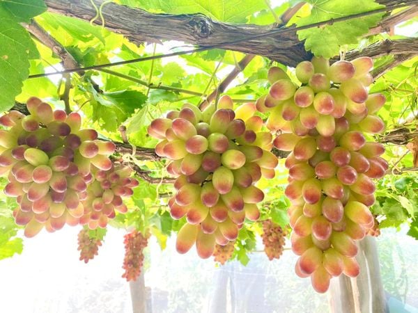 Nho Hồng Nhật 0,5 kg