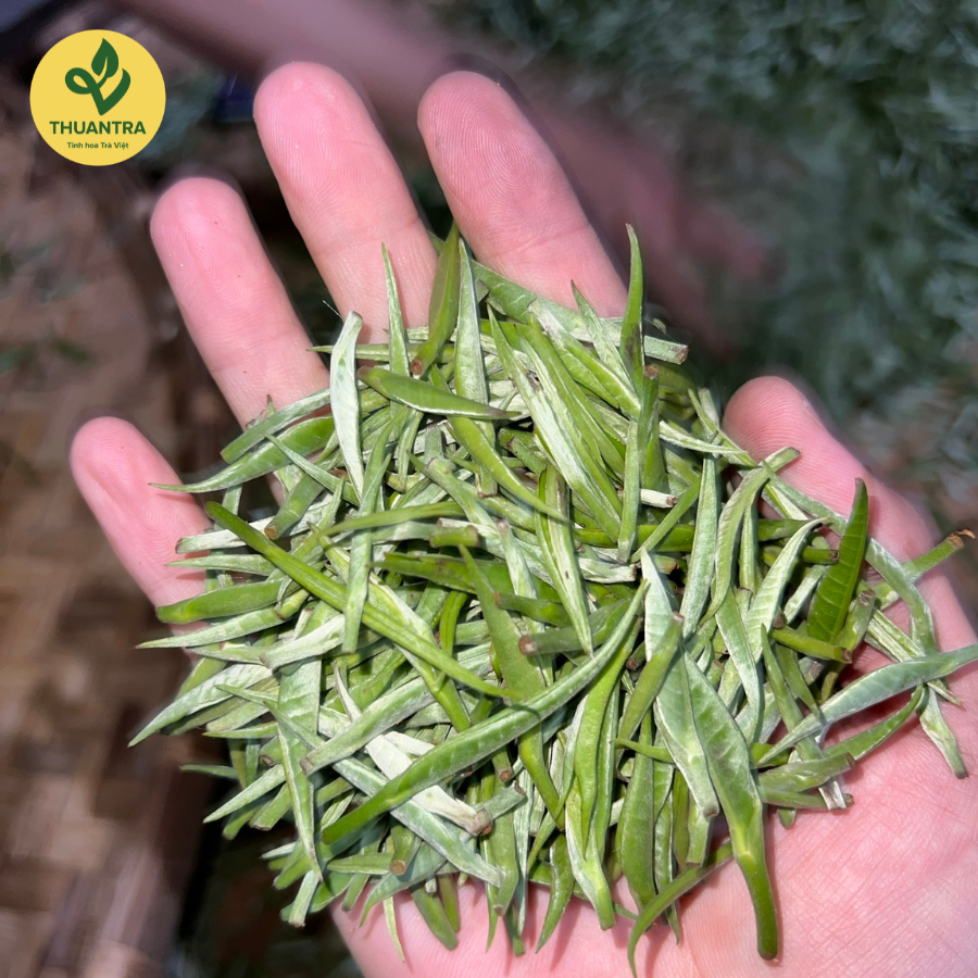  Bạch Trà Shan Tuyết Búp – Trà Trắng Cổ Thụ Phìn Hồ Hà Giang 