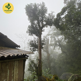  Trà bạch shan tiên - Thuận trà tân cương - Bạch Trà Shan Tuyết Tây Côn Lĩnh 