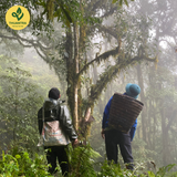  Trà Móng Rồng - Thuận Trà Tân Cương 