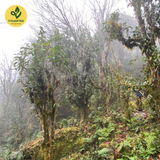  Trà Móng Rồng - Thuận Trà Tân Cương 