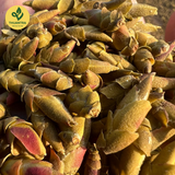  Trà Móng Rồng - Thuận Trà Tân Cương 