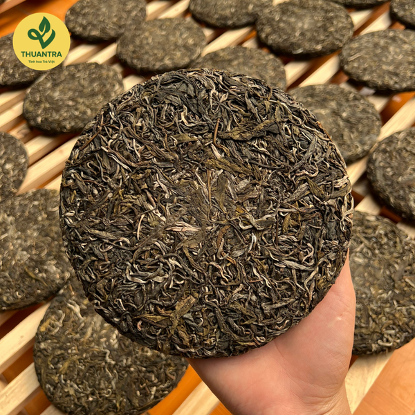 Làm Sao Chọn Được Bánh Trà Shan Đỉnh Cao Từ Chè Cổ Thụ?