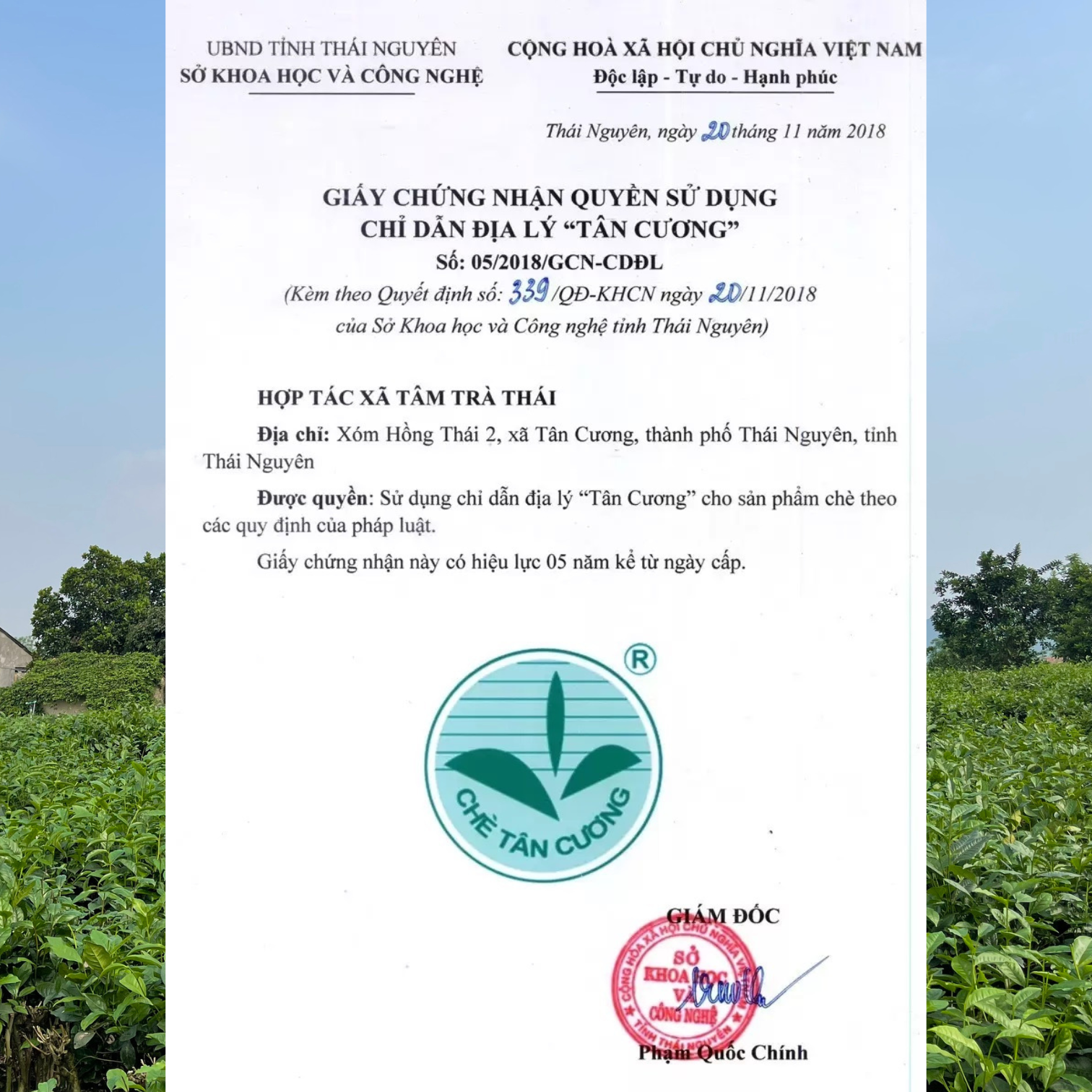  Hộp trà Vạn Thọ - Hộp thiếc vàng Tiến Vua 150Gr - Quà biếu cao cấp Thuận Trà Tân Cương 