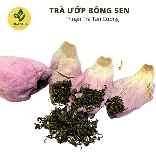Chiều Hà Nội Dịu Êm Trong Tách Trà Sen Bách Diệp