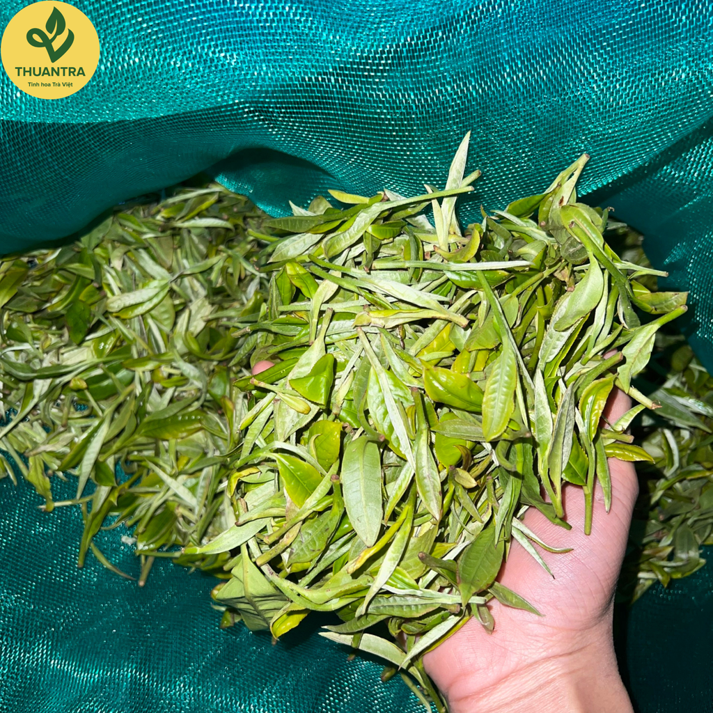  Trà Xanh Shan Tuyết Cổ Thụ 1 Tôm 1 Lá – OCOP 5 Sao Phìn Hồ Hà Giang 
