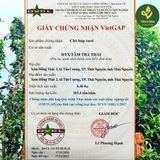  Trà Hoa Bưởi - Thuận Trà Tân Cương - Chuẩn Vietgap, Ocop 4 sao 