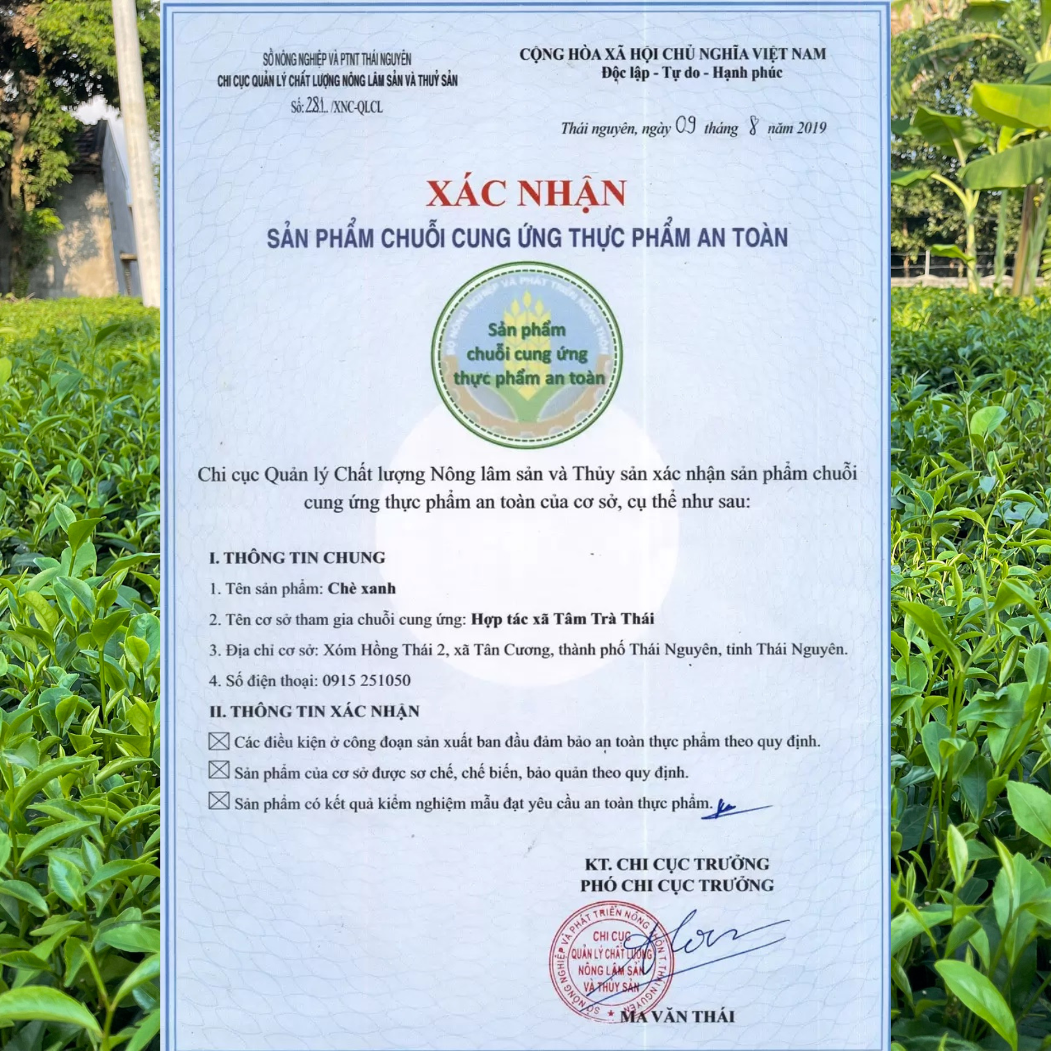  Thuận Phong Ngự Trà - Hộp gỗ quà biếu Thuận Buồm xuôi gió - Trà đinh Tiến Vua 150Gr 