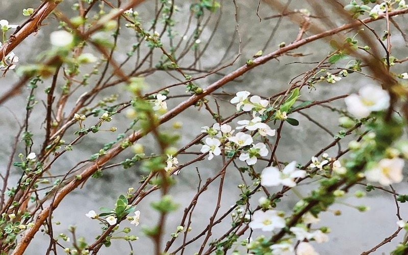  Hoa Tuyết Mai - Hoa Cắt Cành 