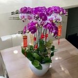  Chậu Hoa Lan Hồ Điệp Đột Biến - LHĐ106 