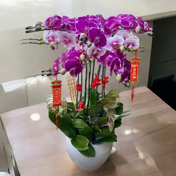 Chậu Lan Hồ Điệp Đột Biến