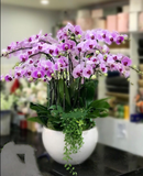  Chậu Hoa Lan Hồ Điệp Phát Tài - LHĐ57 