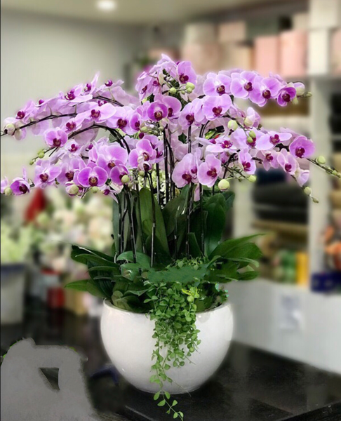 Chậu Hoa Lan Hồ Điệp Phát Tài