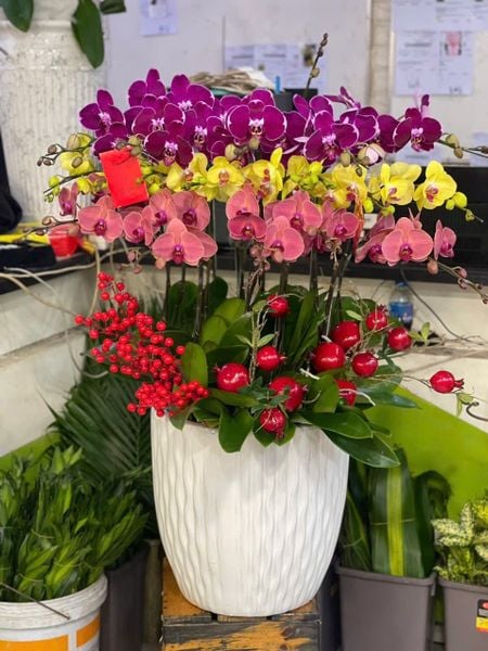 Chậu Lan 16 Cành Mix Màu