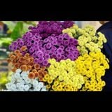  Hoa Cúc Calimero - Hoa Tươi Cắt Cành Lẻ Giao 2H Tại TPHCM 