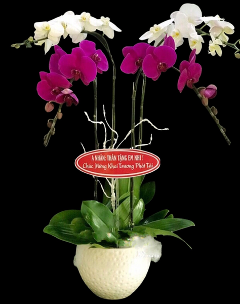 Chậu Lan Hồ Điệp Break Of Dawn