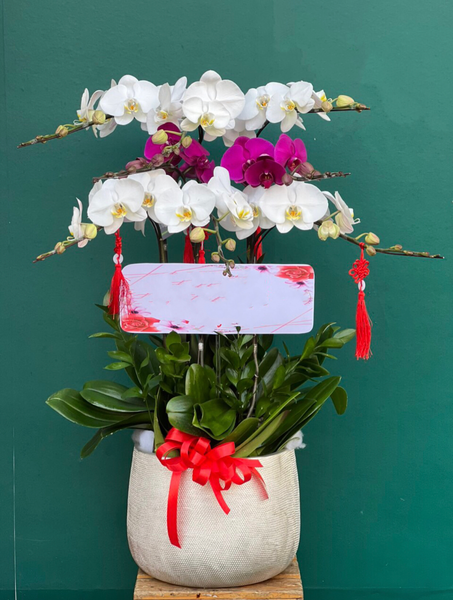 Chậu Hoa Lan Hồ Điệp Mix Màu - LHĐ103