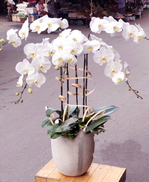 Chậu Hoa Lan: Chậu Hoa Lan Hồ Điệp Brightest Day