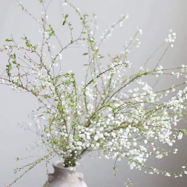 Hoa Tuyết Mai - Hoa Cắt Cành