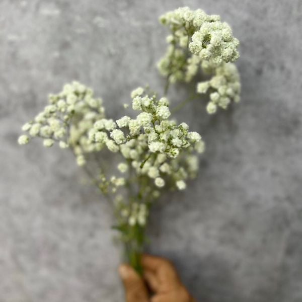 Baby Hà Lan - Hoa Cắt Cành