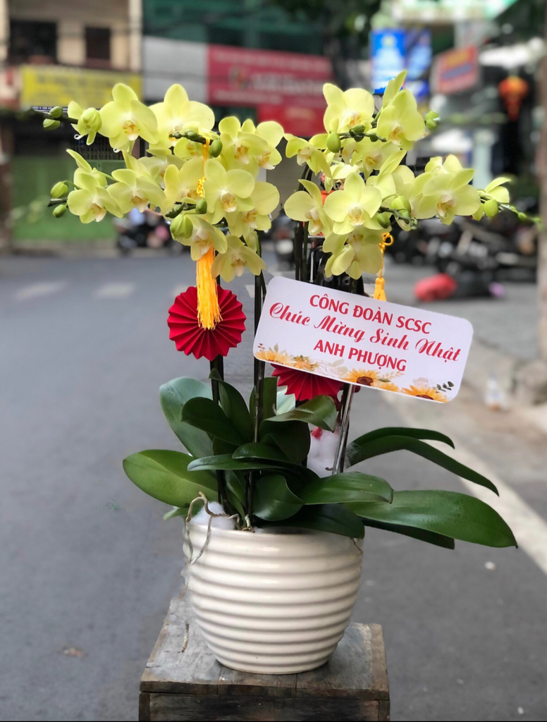 Ý nghĩa lan Hồ Điệp xanh lá