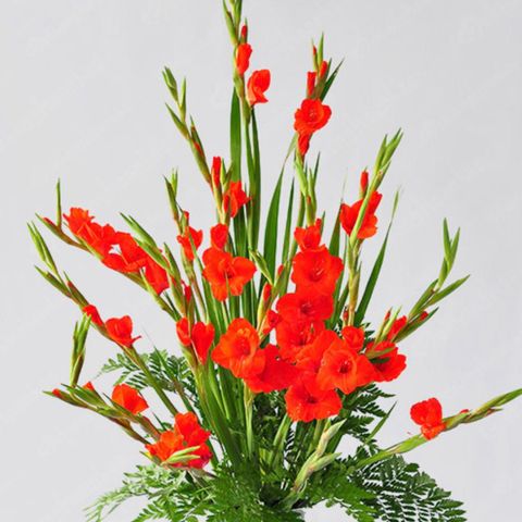 Mẫu Hoa Lay Ơn đẹp giá rẻ