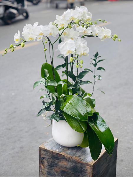 Chậu Hoa Lan Hồ Điệp Trắng Mini 2 Vòi - LHĐ93