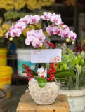  Chậu Hoa Lan Hồ Điệp Mini Tia Chớp - LHĐ85 