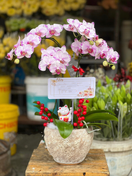 Chậu Hoa Lan Hồ Điệp Mini Nhiều Cành Đẹp, Giá Rẻ: Chậu Hoa Lan Hồ Điệp Mini Tia Chớp - LHĐ85