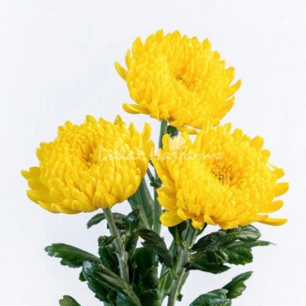 Hoa Cúc Kim Cương