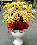  Chậu Hoa Lan Hồ Điệp Vàng Rực Rỡ - LHĐ67 