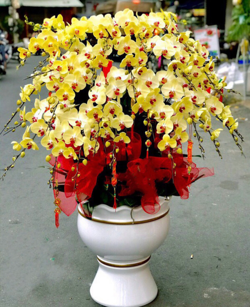 Chậu Hoa Lan Hồ Điệp Vàng Rực Rỡ