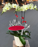  Chậu Hoa Lan Hồ Điệp Xanh Bơ - LHĐ41 