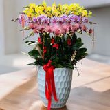  Chậu Hoa Lan Hồ Điệp 25 Cành Mix Màu - LHĐ108 