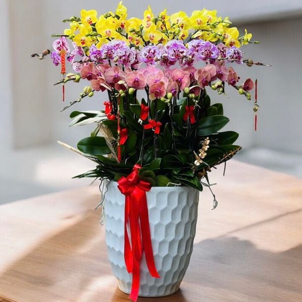 Chậu Hoa Lan Hồ Điệp 5 Cành Đẹp Sang Trọng, Giá Tốt: Chậu Hoa Lan Hồ Điệp 25 Cành Mix Màu - LHĐ108
