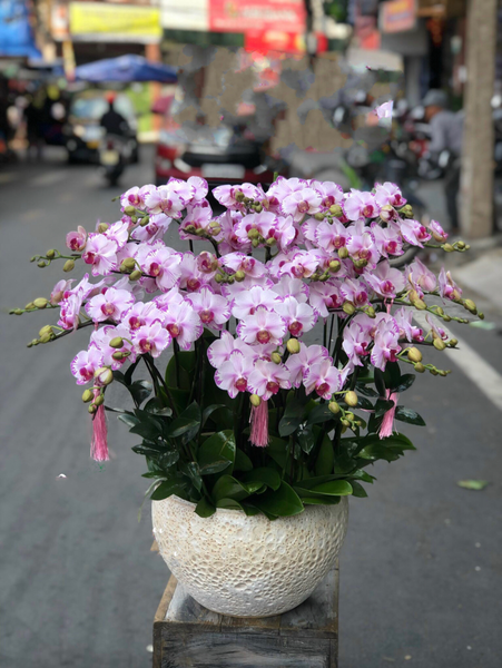 Chậu Hoa Lan Hồ Điệp Vàng Màu Cánh Bướm - LHĐ78